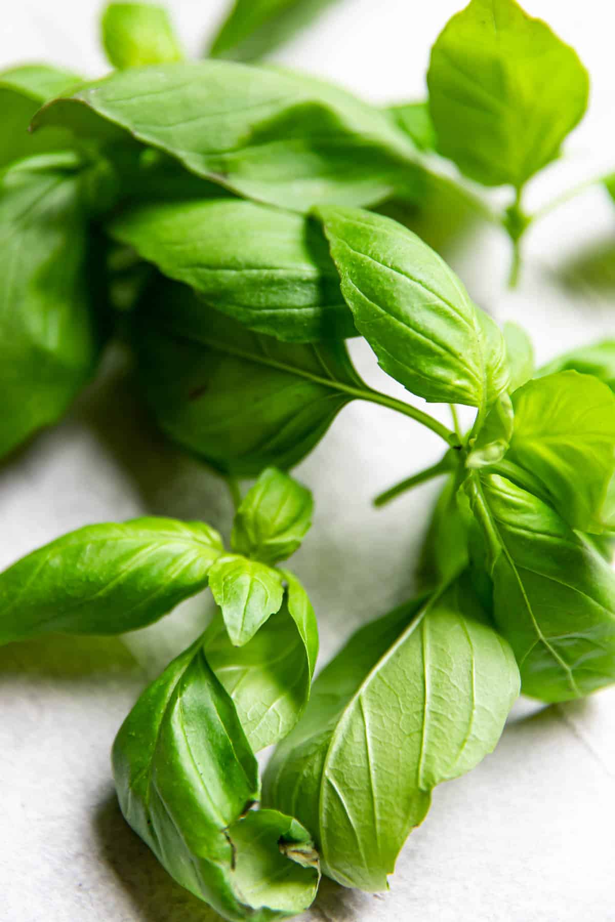 Close up image of fresh basil.